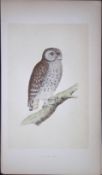 Little Owl Bird- Rev Morris First Edition Antique Woodblock Engraving-30