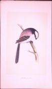 Long-Tailed Tit Bird- Rev Morris First Edition Antique Woodblock Engraving-41
