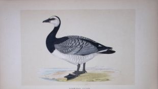 Bernicle Goose Bird- Rev Morris First Edition Antique Woodblock Engraving-73