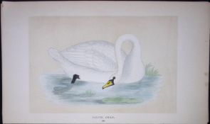 Polish Swan Bird- Rev Morris First Edition Antique Woodblock Engraving-82