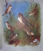 Archibald Thorburn Birds Antique Scarce Lithograph The Warbler Family-8