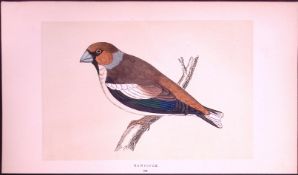 Hawfinch Rev Morris First Edition Antique Woodblock Engraving-160
