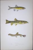 Minnow & Loach Fish Scarce Antique 1877 J. Couch Woodblock Engraving-136