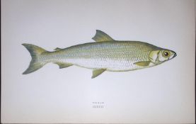 Pollan Fish Scarce Antique 1877 J. Couch Woodblock Engraving-141