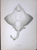 Flapper Skate Fish Scarce Antique 1877 J. Couch Woodblock Engraving-99