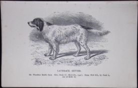 Laverack Setter British Dogs by Hugh Dalziel 1889 Antique Book Plate-30