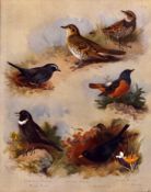 Thorburn Antique Scarce 2nd Edition Large Bird Lithograph The Thrush Family-2.
