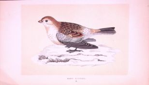 Snow Bunting Rev Morris First Edition Antique Woodblock Engraving-148