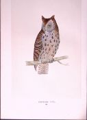 Mottled Owl Bird- Rev Morris First Edition Antique Woodblock Engraving-32a