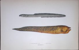 Ophidium & Muraena Eel Fish Scarce Antique 1877 J. Couch Woodblock Engraving-147