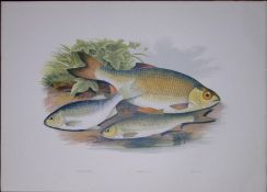 Azurine, Dobule, Rudd Rev Houghton British Freshwater Fish 1879 Scarce Engraving-31