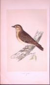 Wood Lark Rev Morris First Edition Antique Woodblock Engraving-145
