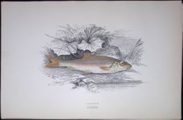 Gudgeon Fish Scarce Antique 1877 J. Couch Woodblock Engraving-128