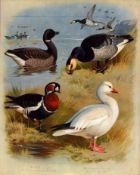 Antique Scarce Large Coloured Bird Lithograph The Goose Family-44.