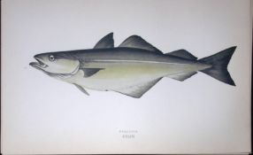 Coalfish Fish Scarce Antique 1877 J. Couch Woodblock Engraving-84