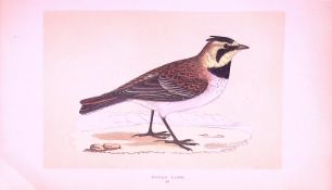 Shore Lark Rev Morris First Edition Antique Woodblock Engraving-143