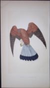 Kestrel or Windhover Bird- Rev Morris First Edition Antique Woodblock Engraving-17