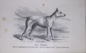 Bull Terrier British Dogs by Hugh Dalziel 1889 Antique Book Plate-50
