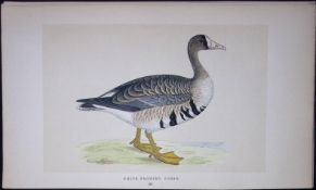 White-Fronted Goose Bird- Rev Morris First Edition Antique Woodblock Engraving-72