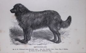 Newfoundland British Dogs by Hugh Dalziel 1889 Antique Book Plate-46