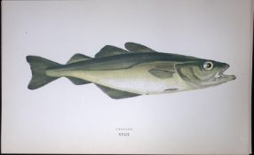 Pollack Fish Scarce Antique 1877 J. Couch Woodblock Engraving-83