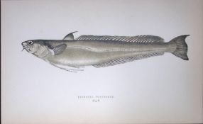 Blennoid Forkbeard Fish Scarce Antique 1877 J. Couch Woodblock Engraving-77