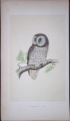 Tengmalm’s Owl Bird- Rev Morris First Edition Antique Woodblock Engraving-31