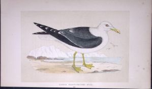 Black-Backed Gull Bird- Rev Morris First Edition Antique Woodblock Engraving-208
