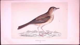 Richard’s Pipit Bird- Rev Morris First Edition Antique Woodblock Engraving-139