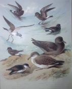 Archibald Thorburn Antique Scarce Bird Chromolithograph The Petrel Family-79