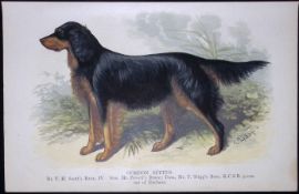 Gordon Setter British Dogs by Hugh Dalziel 1889 Antique Coloured Book Plate-6
