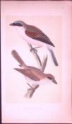Red- Backed Shrike Bird- Rev Morris First Edition Antique Woodblock Engraving-34