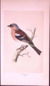 Chaffinch Rev Morris First Edition Antique Woodblock Engraving-155