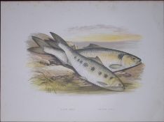 Allis & Twaite Shad Rev Houghton British Freshwater Fish 1879 Scarce Wood Engraving-25