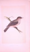 Spotted-Flycatcher Bird- Rev Morris First Edition Antique Woodblock Engraving-44