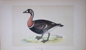 Red Breasted Goose Bird- Rev Morris First Edition Antique Woodblock Engraving-75