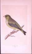 Greenfinch Rev Morris First Edition Antique Woodblock Engraving-159