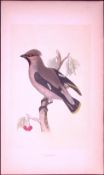 Waxwing Bird- Rev Morris First Edition Antique Woodblock Engraving-58