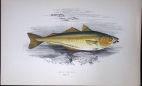 Green Pollack Fish Scarce Antique 1877 J. Couch Woodblock Engraving-82
