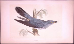 Cuckoo Bird- Rev Morris First Edition Antique Woodblock Engraving-125