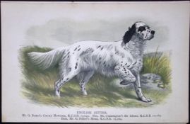 English Setter British Dogs by Hugh Dalziel 1889 Antique Coloured Book Plate-4
