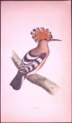 Hoopoe Bird- Rev Morris First Edition Antique Woodblock Engraving-49