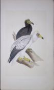 Egyptian Vulture Bird- Rev Morris First Edition Antique Woodblock Engraving-2