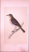 Tree Pipit Bird- Rev Morris First Edition Antique Woodblock Engraving-141