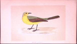 Yellow Wagtail Bird- Rev Morris First Edition Antique Woodblock Engraving-137