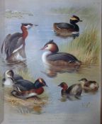 Archibald Thorburn Antique Scarce Bird Chromolithograph The Grebe Family-78
