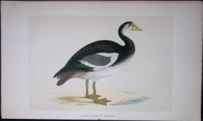 Spur-Winged Goose Bird- Rev Morris First Edition Antique Woodblock Engraving-77