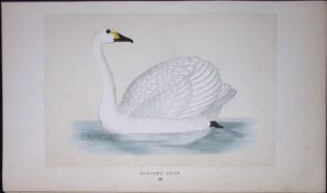 Bewick’s Swan Bird- Rev Morris First Edition Antique Woodblock Engraving-80