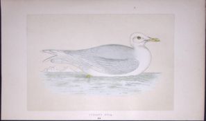 Iceland Gull Bird- Rev Morris First Edition Antique Woodblock Engraving-207