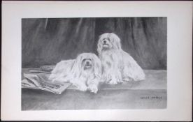 Maltese Antique Book Plate Rawdon Lee Modern Dogs 1894-18